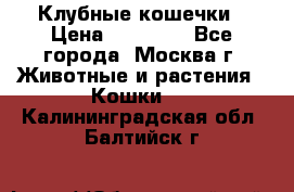 Клубные кошечки › Цена ­ 10 000 - Все города, Москва г. Животные и растения » Кошки   . Калининградская обл.,Балтийск г.